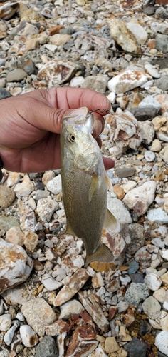 スモールマウスバスの釣果