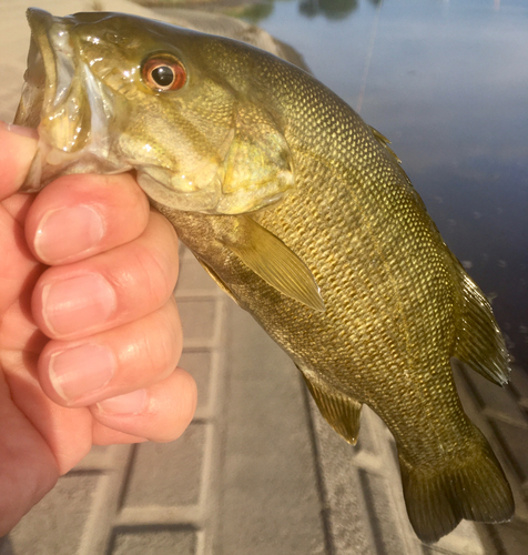 スモールマウスバスの釣果