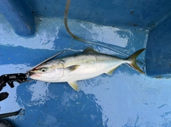 イナダの釣果