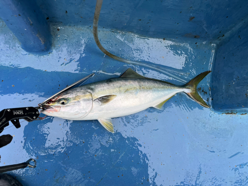 イナダの釣果