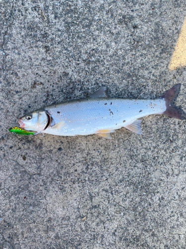 ウグイの釣果