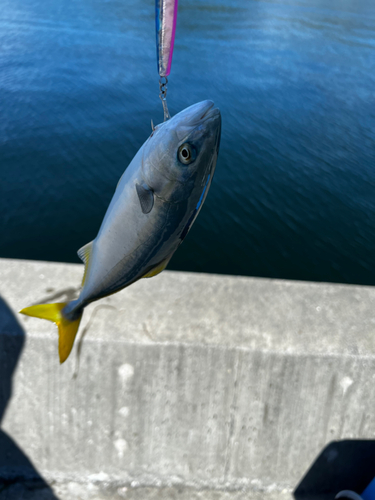 ワカシの釣果