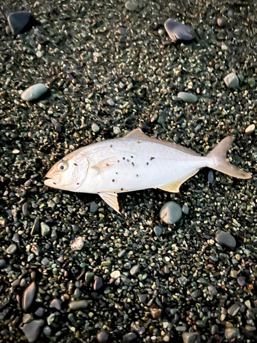 ショゴの釣果