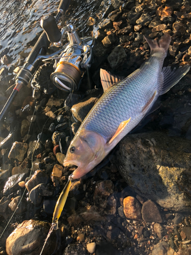 ハスの釣果