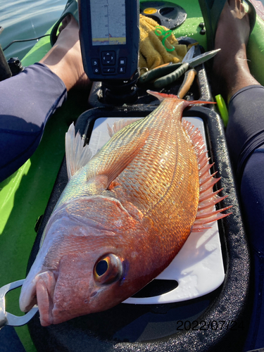 マダイの釣果