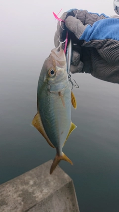 ショゴの釣果