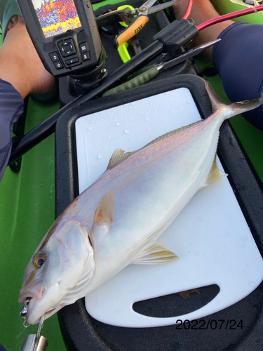 ショゴの釣果