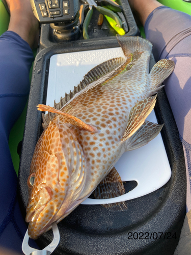 オオモンハタの釣果