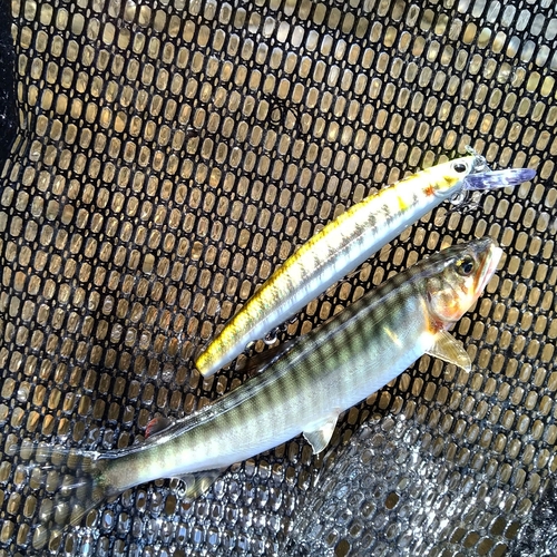 アユの釣果