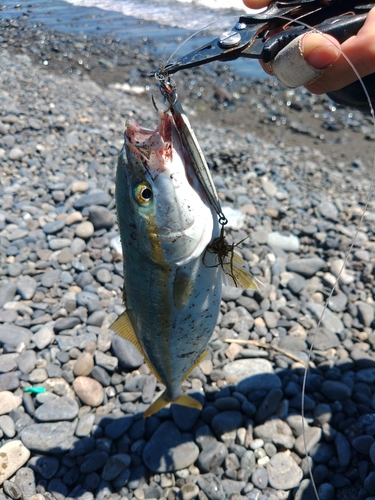 ワカシの釣果