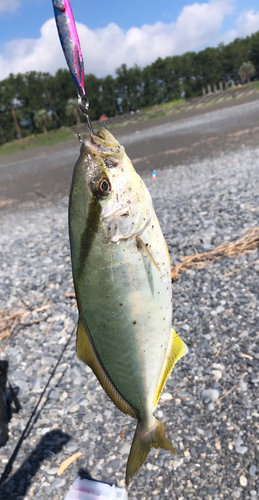 ショゴの釣果