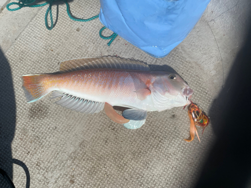 アマダイの釣果