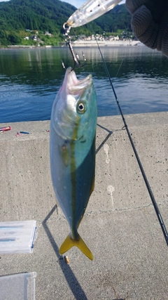 ワカシの釣果