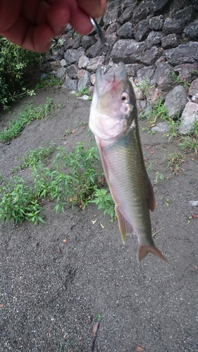 ハスの釣果