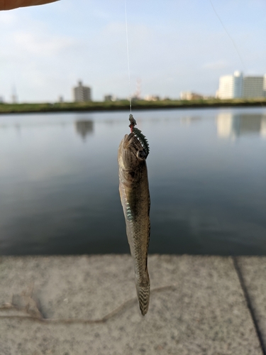 マハゼの釣果