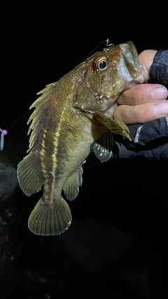 シマソイの釣果