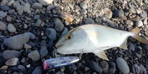 ショゴの釣果