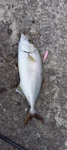 ショゴの釣果