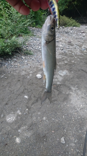 ウグイの釣果