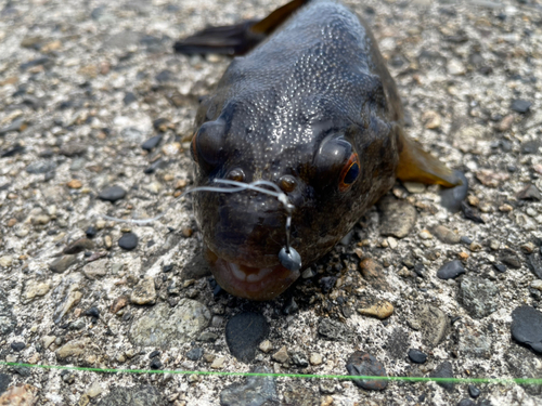 フグの釣果