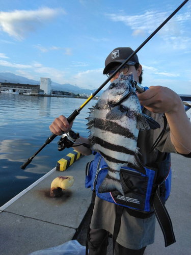 シマダイの釣果