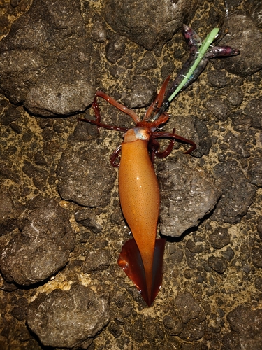 マイカの釣果