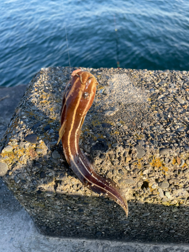 ゴンズイの釣果