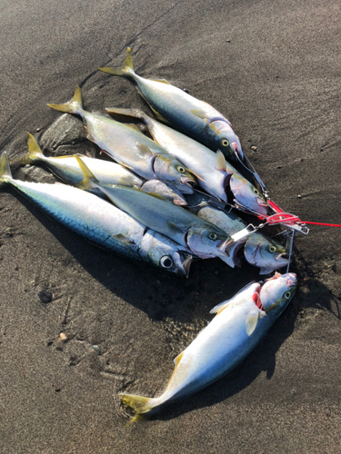 イナダの釣果