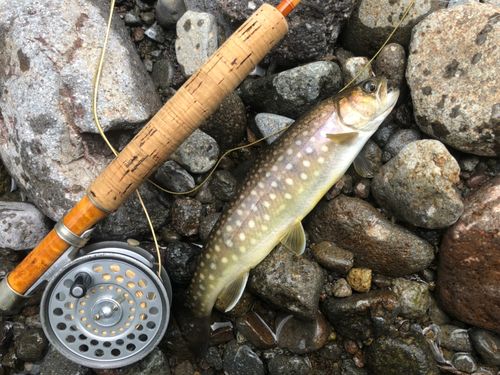 アメマスの釣果