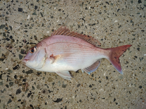 マダイの釣果