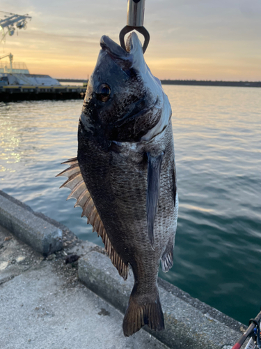 チヌの釣果