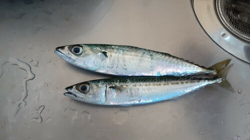 サバの釣果