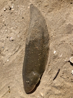 シタビラメの釣果