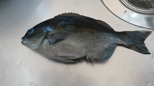 メジナの釣果