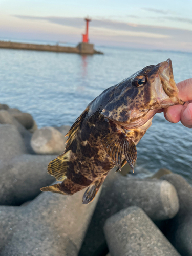 タケノコメバルの釣果