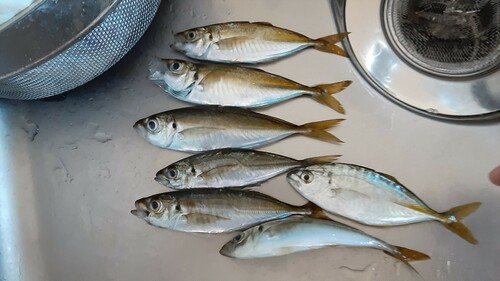 アジの釣果