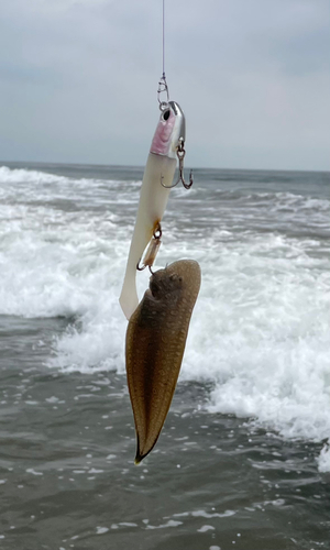 シタビラメの釣果