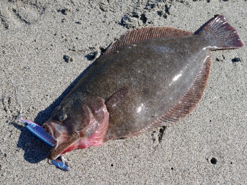 ヒラメの釣果