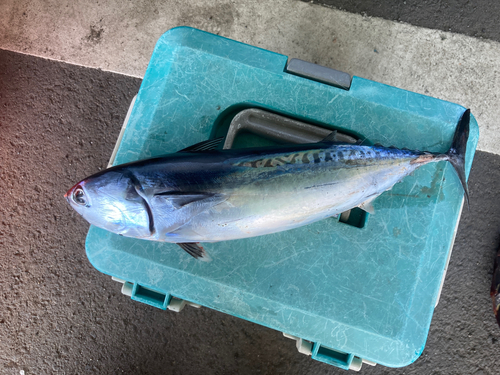 ソウダガツオの釣果