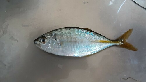 釣果