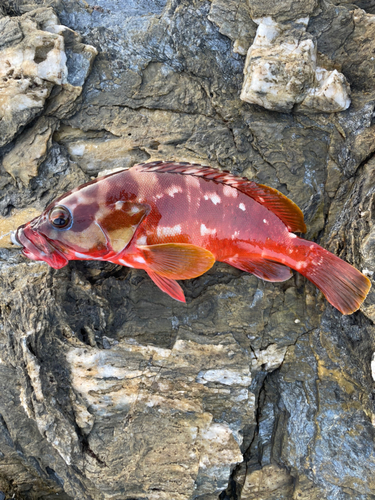 アカハタの釣果