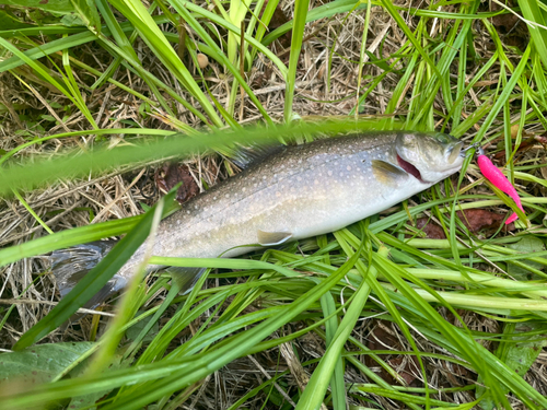 イワナの釣果