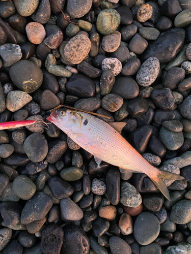 コノシロの釣果