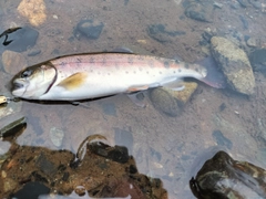 ヤマメの釣果