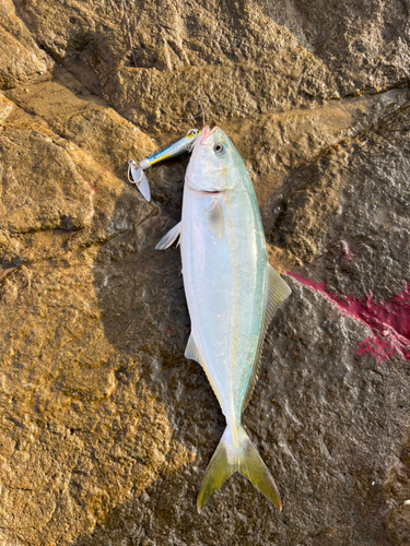 ワカシの釣果