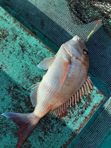 マダイの釣果