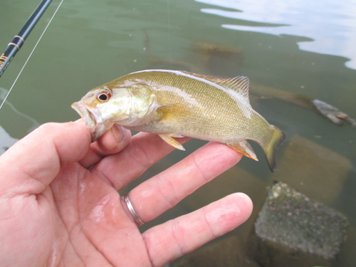 スモールマウスバスの釣果