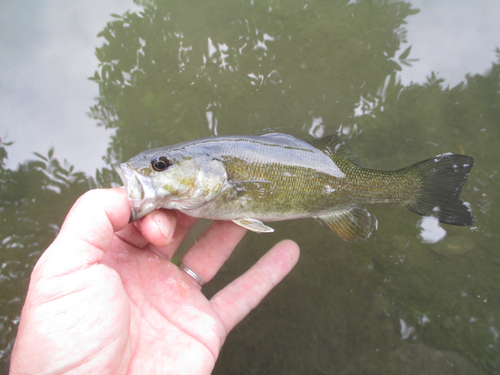 スモールマウスバスの釣果