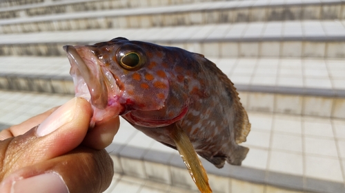 キジハタの釣果