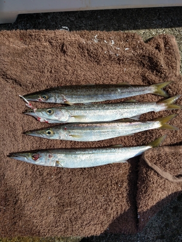 カマスの釣果